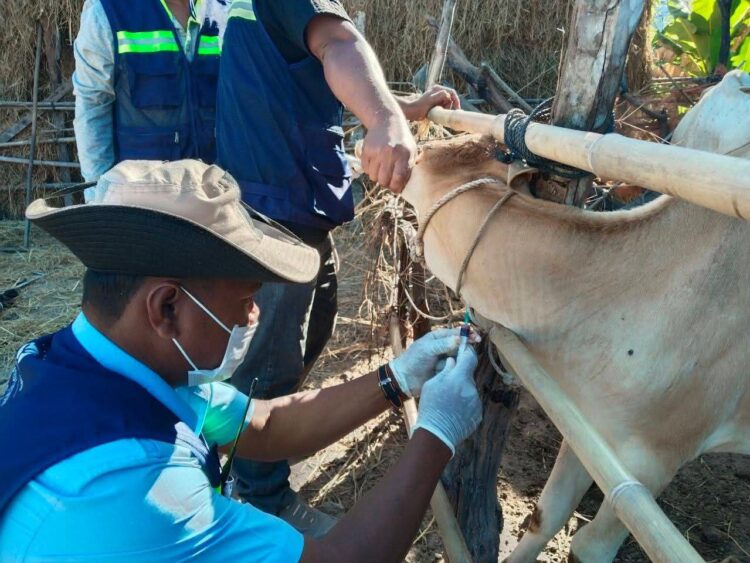 អាជ្ញាធរខេត្តកំពង់ឆ្នាំង ចុះយកសំណាក និងបូមឈាមសត្វចិញ្ចឹមដើម្បីសិក្សាពីមេរោគដែលបង្កជាជម្ងឺឆ្លងទៅសត្វ និងមនុស្ស
