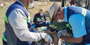 អាជ្ញាធរខេត្តកំពង់ឆ្នាំង ចុះយកសំណាក និងបូមឈាមសត្វចិញ្ចឹមដើម្បីសិក្សាពីមេរោគដែលបង្កជាជម្ងឺឆ្លងទៅសត្វ និងមនុស្ស