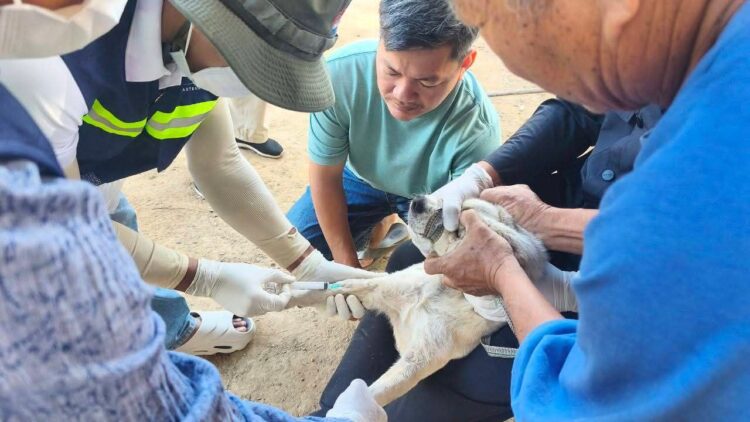 អាជ្ញាធរខេត្តកំពង់ឆ្នាំង ចុះយកសំណាក និងបូមឈាមសត្វចិញ្ចឹមដើម្បីសិក្សាពីមេរោគដែលបង្កជាជម្ងឺឆ្លងទៅសត្វ និងមនុស្ស