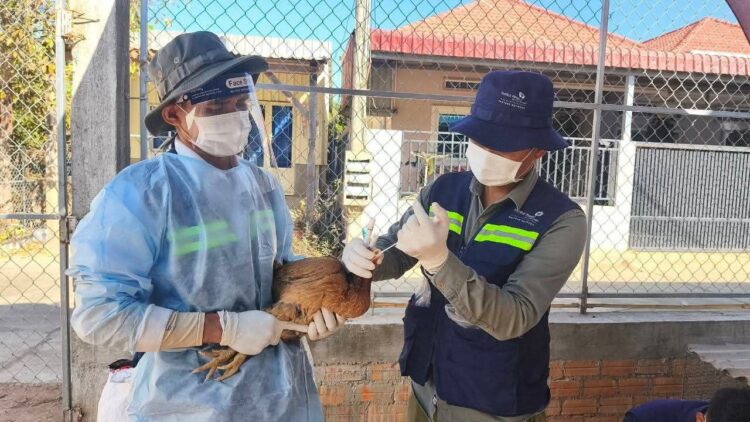 អាជ្ញាធរខេត្តកំពង់ឆ្នាំង ចុះយកសំណាក និងបូមឈាមសត្វចិញ្ចឹមដើម្បីសិក្សាពីមេរោគដែលបង្កជាជម្ងឺឆ្លងទៅសត្វ និងមនុស្ស