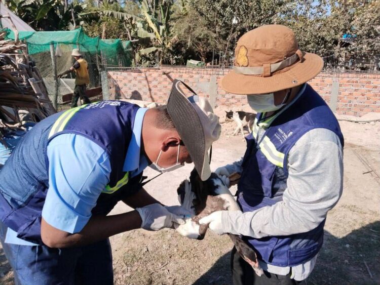 អាជ្ញាធរខេត្តកំពង់ឆ្នាំង ចុះយកសំណាក និងបូមឈាមសត្វចិញ្ចឹមដើម្បីសិក្សាពីមេរោគដែលបង្កជាជម្ងឺឆ្លងទៅសត្វ និងមនុស្ស