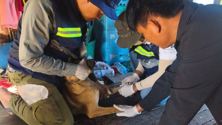 អាជ្ញាធរខេត្តកំពង់ឆ្នាំង ចុះយកសំណាក និងបូមឈាមសត្វចិញ្ចឹមដើម្បីសិក្សាពីមេរោគដែលបង្កជាជម្ងឺឆ្លងទៅសត្វ និងមនុស្ស